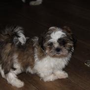 Shih tzu Knud