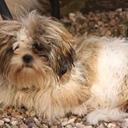 Shih tzu Knud