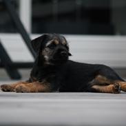 Border terrier Milla