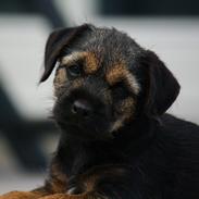Border terrier Milla
