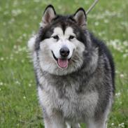 Alaskan malamute Silas