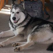 Alaskan malamute Libby