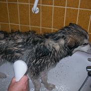 Alaskan malamute Libby