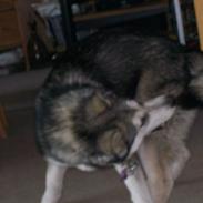 Alaskan malamute Libby