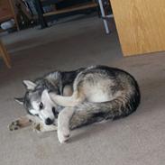 Alaskan malamute Libby