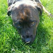Blanding af racer Shila ( Himel hund )