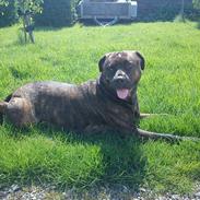 Blanding af racer Shila ( Himel hund )