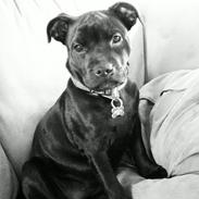 Staffordshire bull terrier Chicca