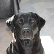 Labrador retriever Trold