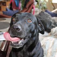 Labrador retriever Trold