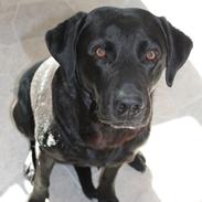 Labrador retriever Trold