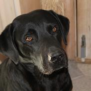 Labrador retriever Trold
