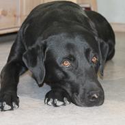 Labrador retriever Trold