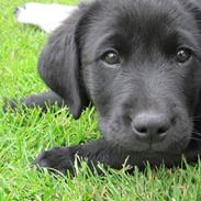Labrador retriever Cato