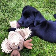 Labrador retriever Cato