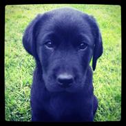 Labrador retriever Cato