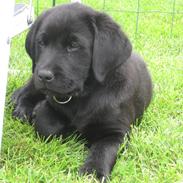 Labrador retriever Cato