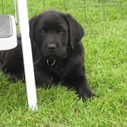 Labrador retriever Cato