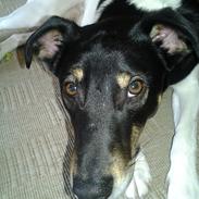 Blanding af racer Men Faktisk Dansk Svensk Gårdhund Ved Navn Nacho