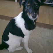 Blanding af racer Men Faktisk Dansk Svensk Gårdhund Ved Navn Nacho