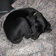 Blanding af racer Lui