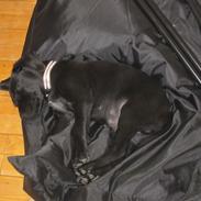 Blanding af racer Lui