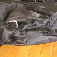 Blanding af racer Lui