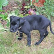 Blanding af racer Lui