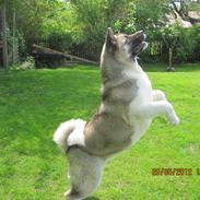 American Akita Mufti