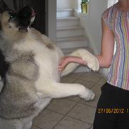 American Akita Mufti