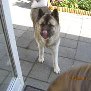 American Akita Mufti