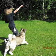 American Akita Mufti