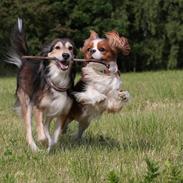 Cavalier king charles spaniel Bazil