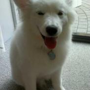 Samojedhund BonZo <33