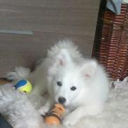 Samojedhund BonZo <33