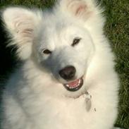 Samojedhund BonZo <33