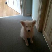 Samojedhund BonZo <33