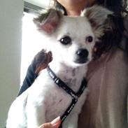 Chihuahua Mojo