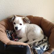 Chihuahua Mojo