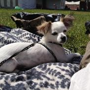 Chihuahua Mojo