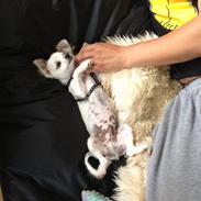 Chihuahua Mojo