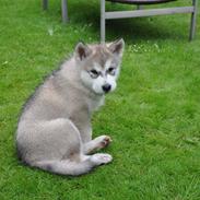 Alaskan malamute Odin