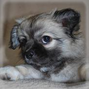 Blanding af racer Lola