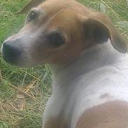 Dansk svensk gaardhund Batman