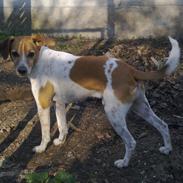 Dansk svensk gaardhund Batman