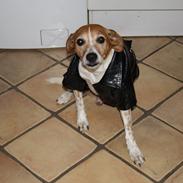 Dansk svensk gaardhund Batman