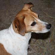 Dansk svensk gaardhund Batman