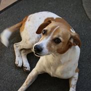 Dansk svensk gaardhund Batman