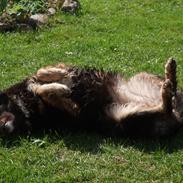 Blanding af racer Paula