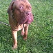 Dogue de bordeaux Murphy